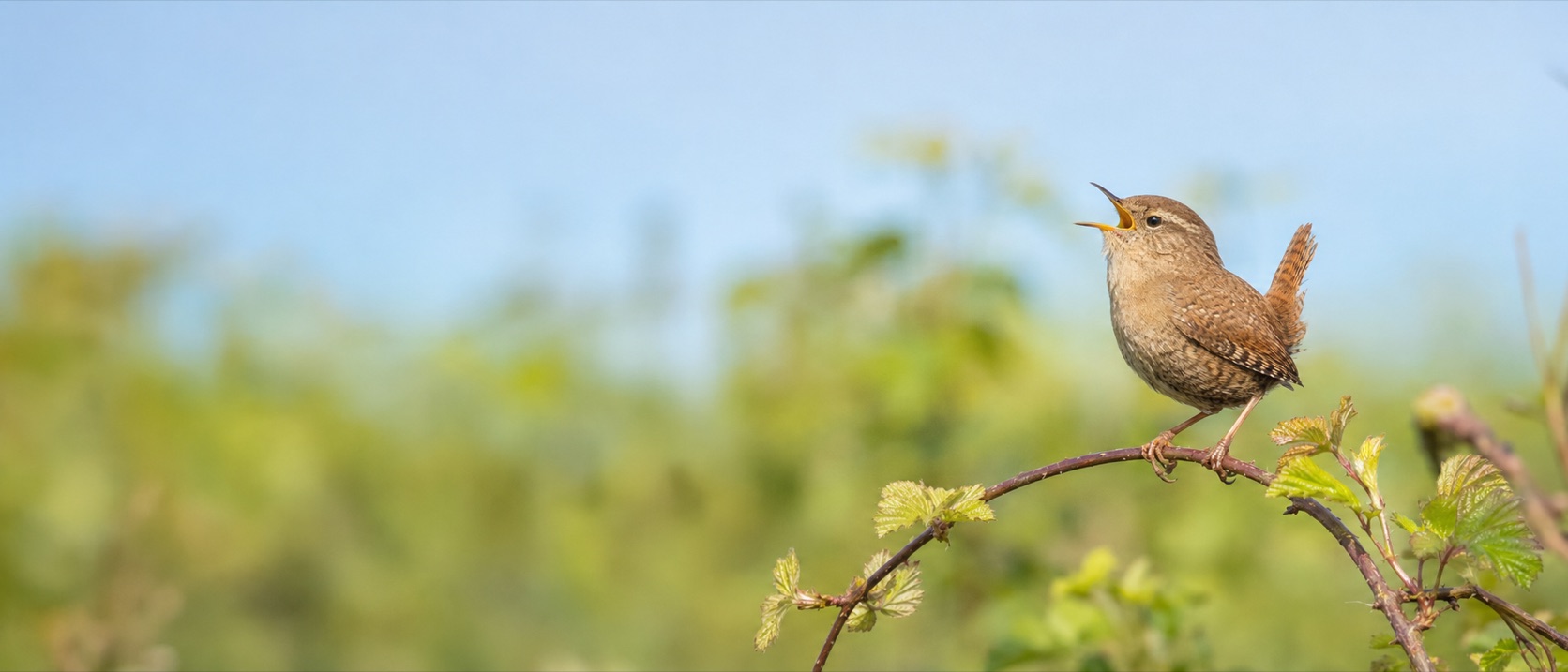 A tiny Wren singing at full volume from a bramble stem, tail cocked upright, against a soft blur of summer hedgerow and blue sky