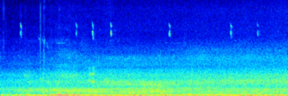 Spectrogram of a Hawfinch call recorded in ChirpOMatic: a run of short, sharp ticks against low background noise